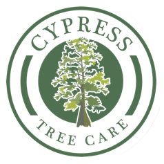 Cypress Tree Care